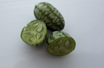 Mexican cucumber