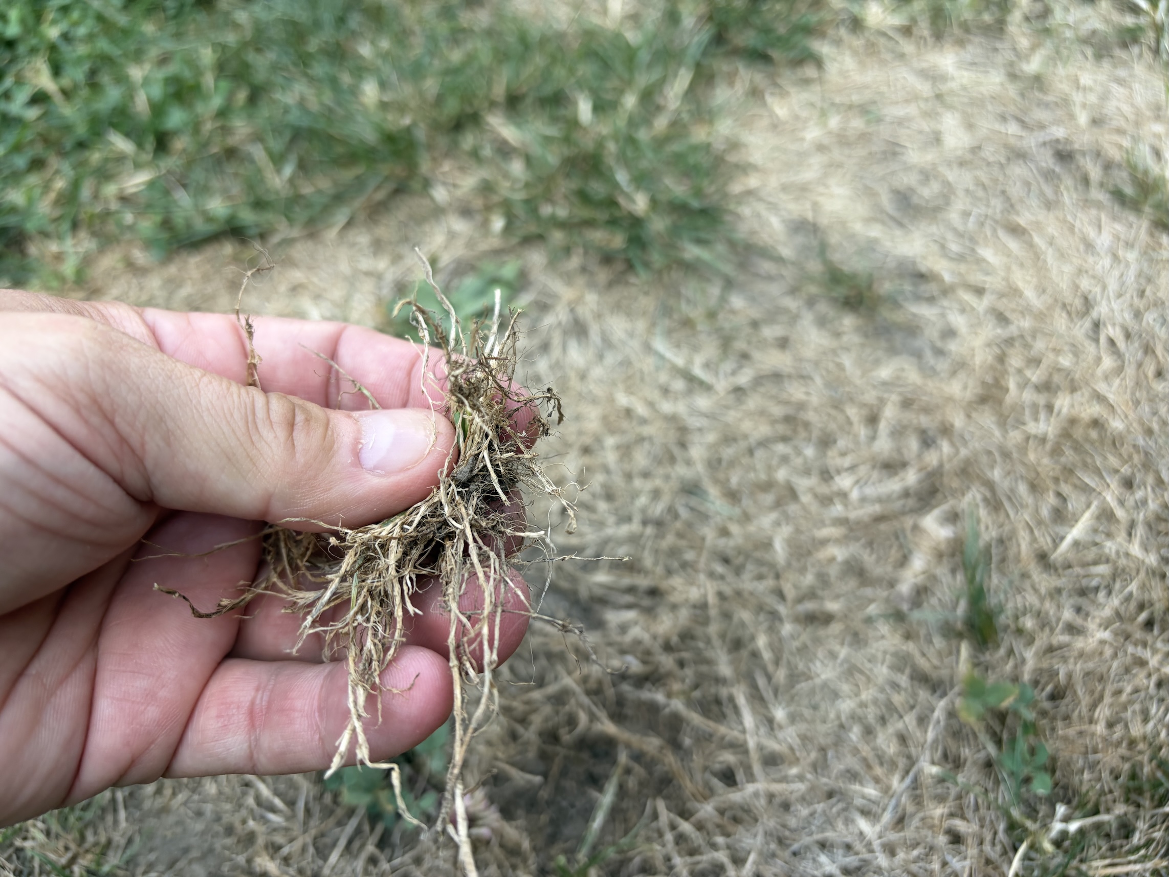 Holding a small clump of dry plant roots between fingers, with a grassy field in the background
