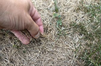 Dry lawn