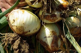 Onion harvest