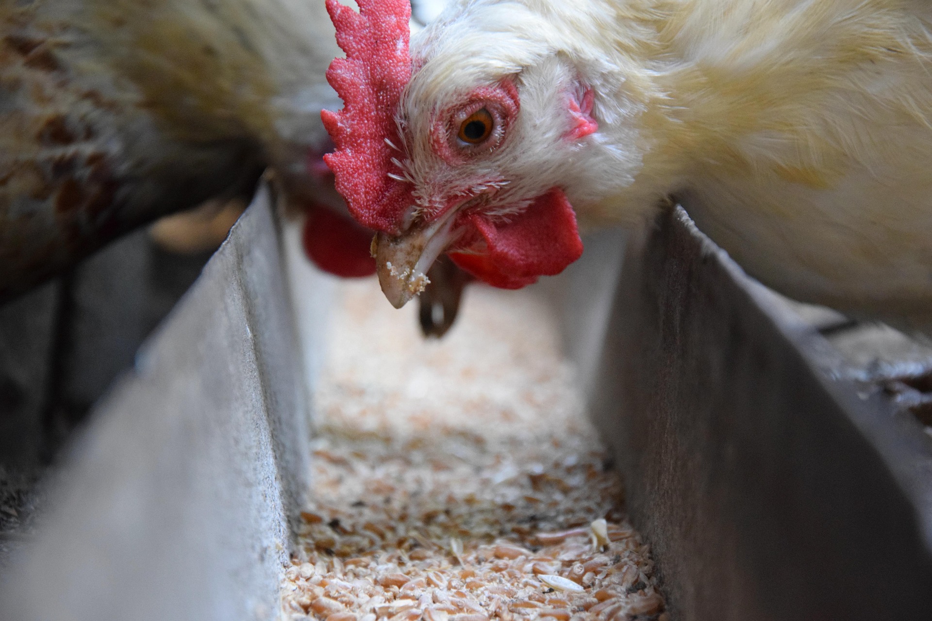Hen