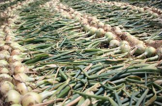 Rows of onions with green stalks laid out to dry in a sunlit field.
