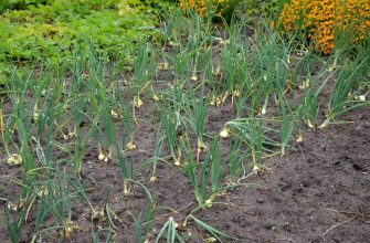 Rows of green onions with yellow bulbs growing in a garden bed, soil visible, orange flowers in the background.