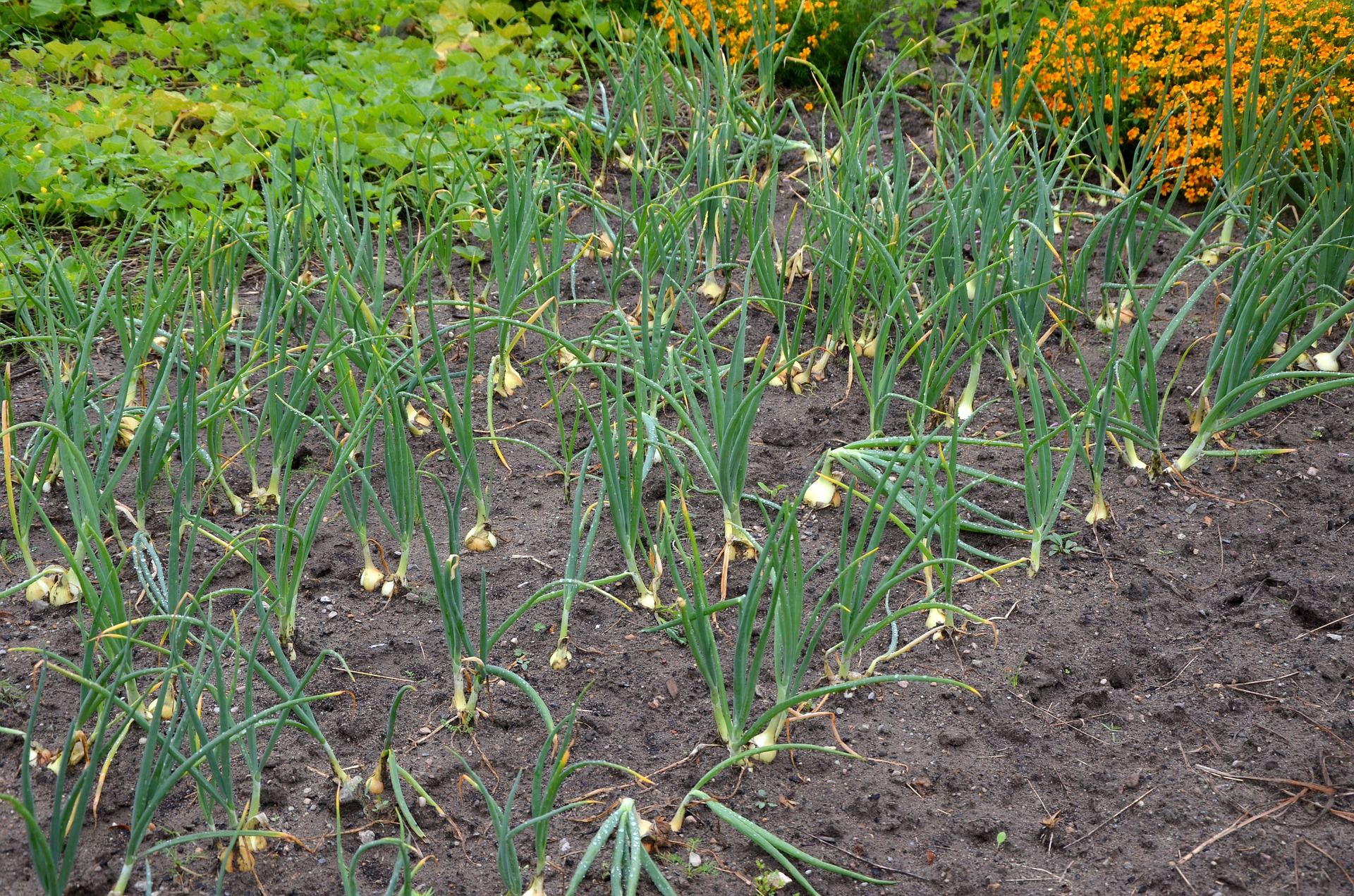 Rows of green onions with yellow bulbs growing in a garden bed, soil visible, orange flowers in the background.