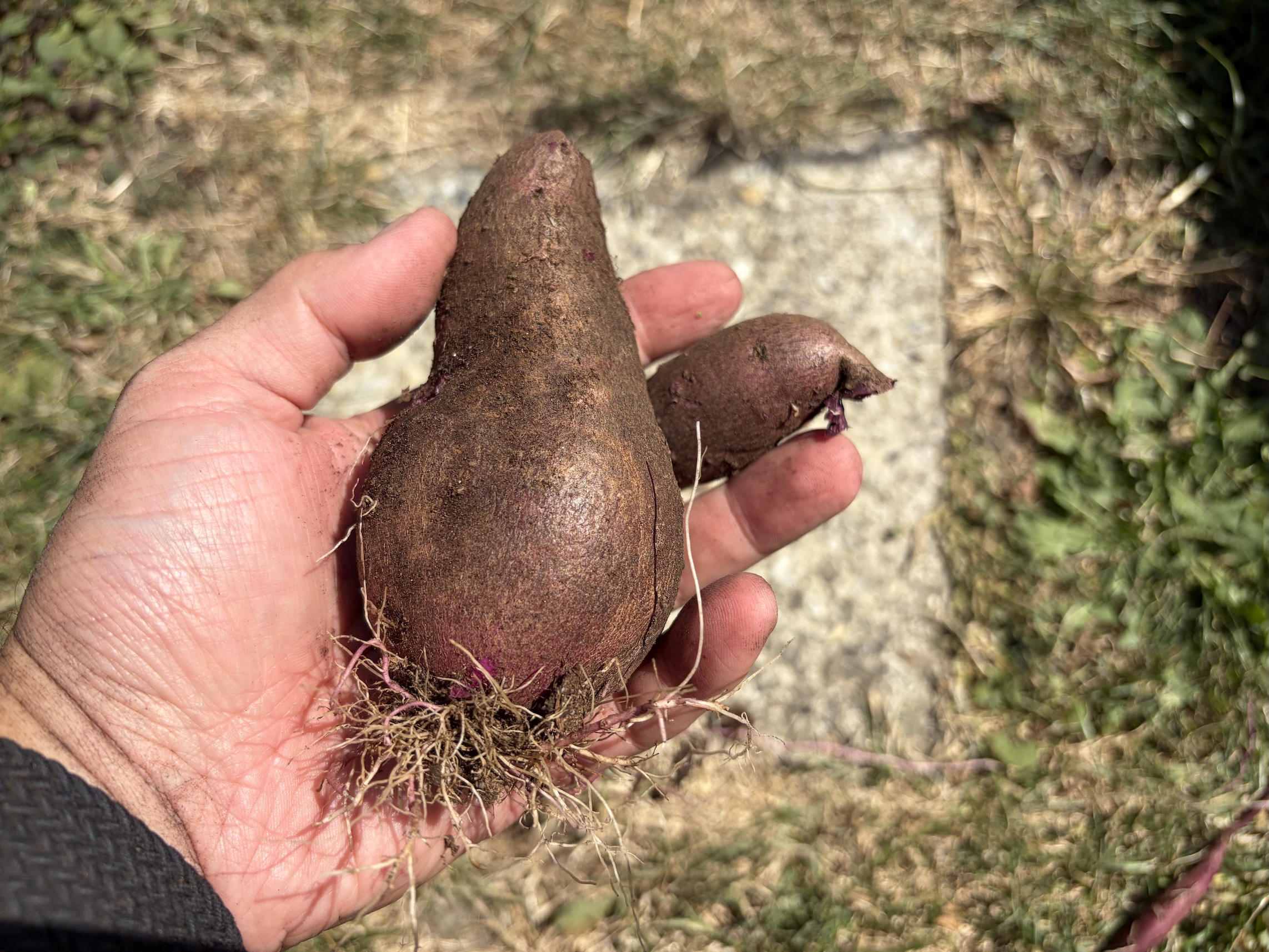 Sweet potatoes