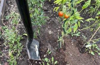 Tomatoes trick