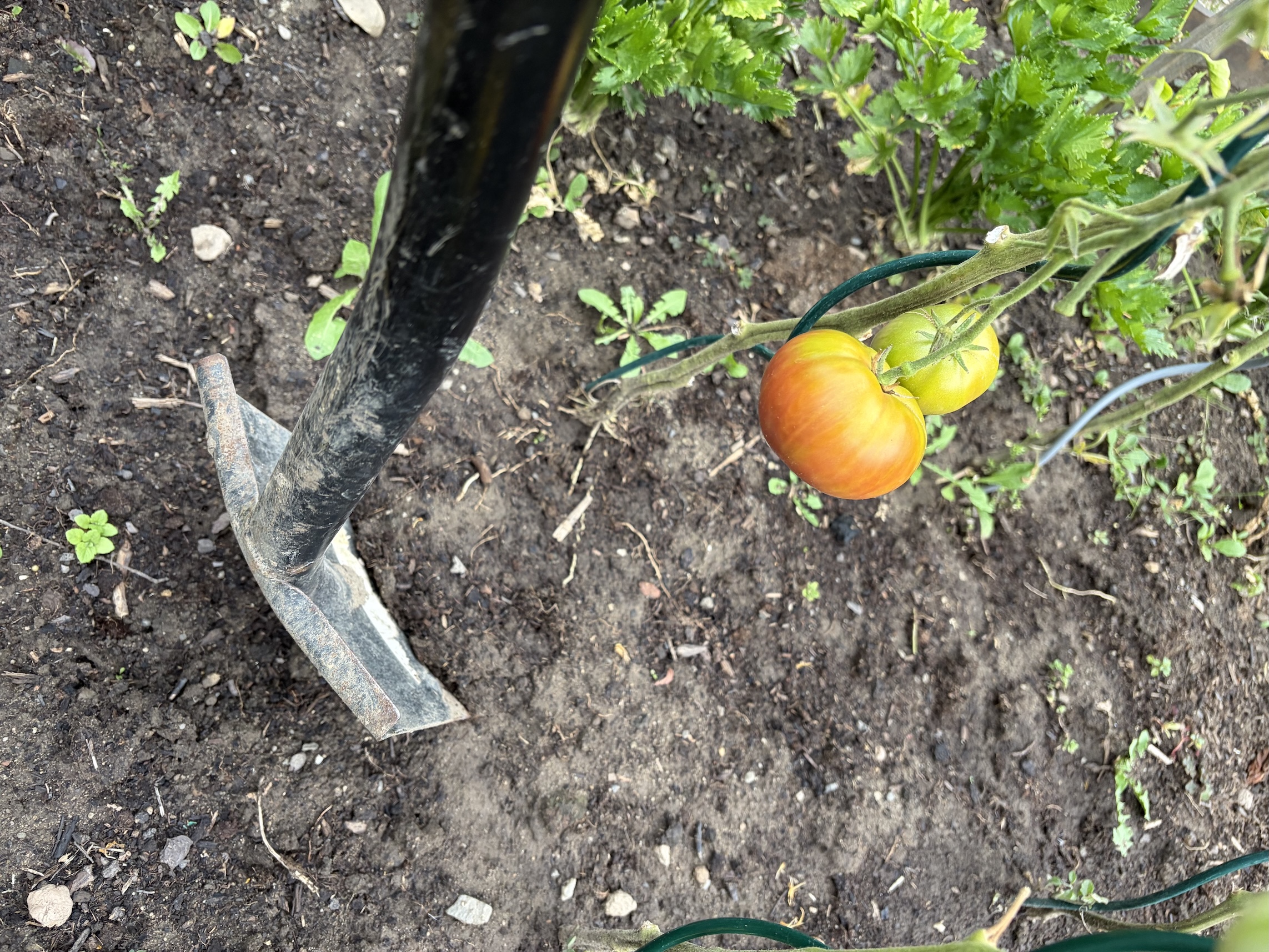 Tomatoes trick