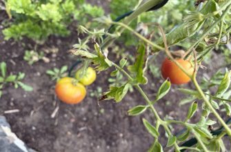 Tomatoes trick