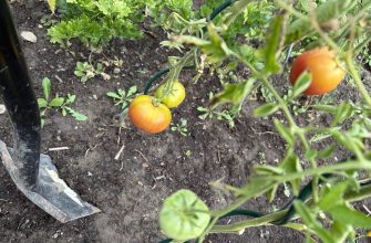 Tomatoes trick