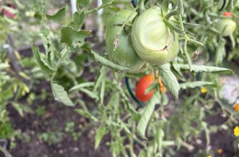 Tomatoes trick