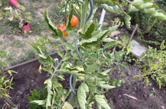 Tomatoes trick
