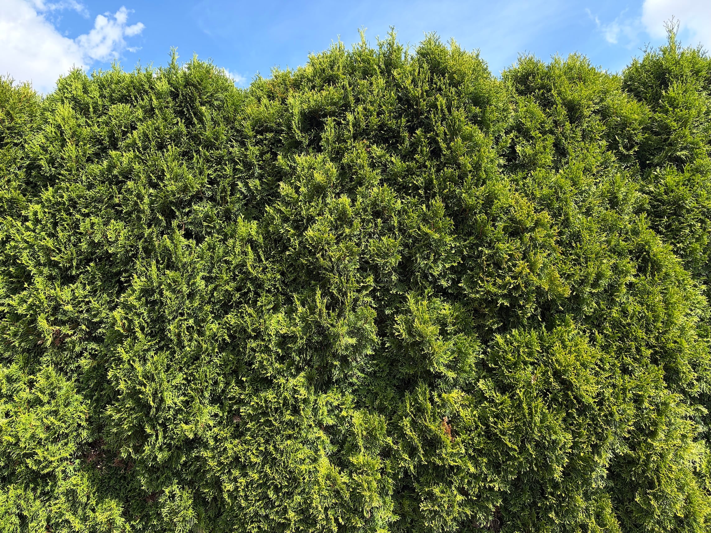 Thuja browning