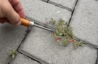 Weed