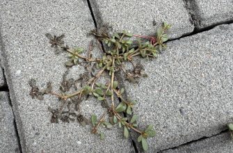 Weed