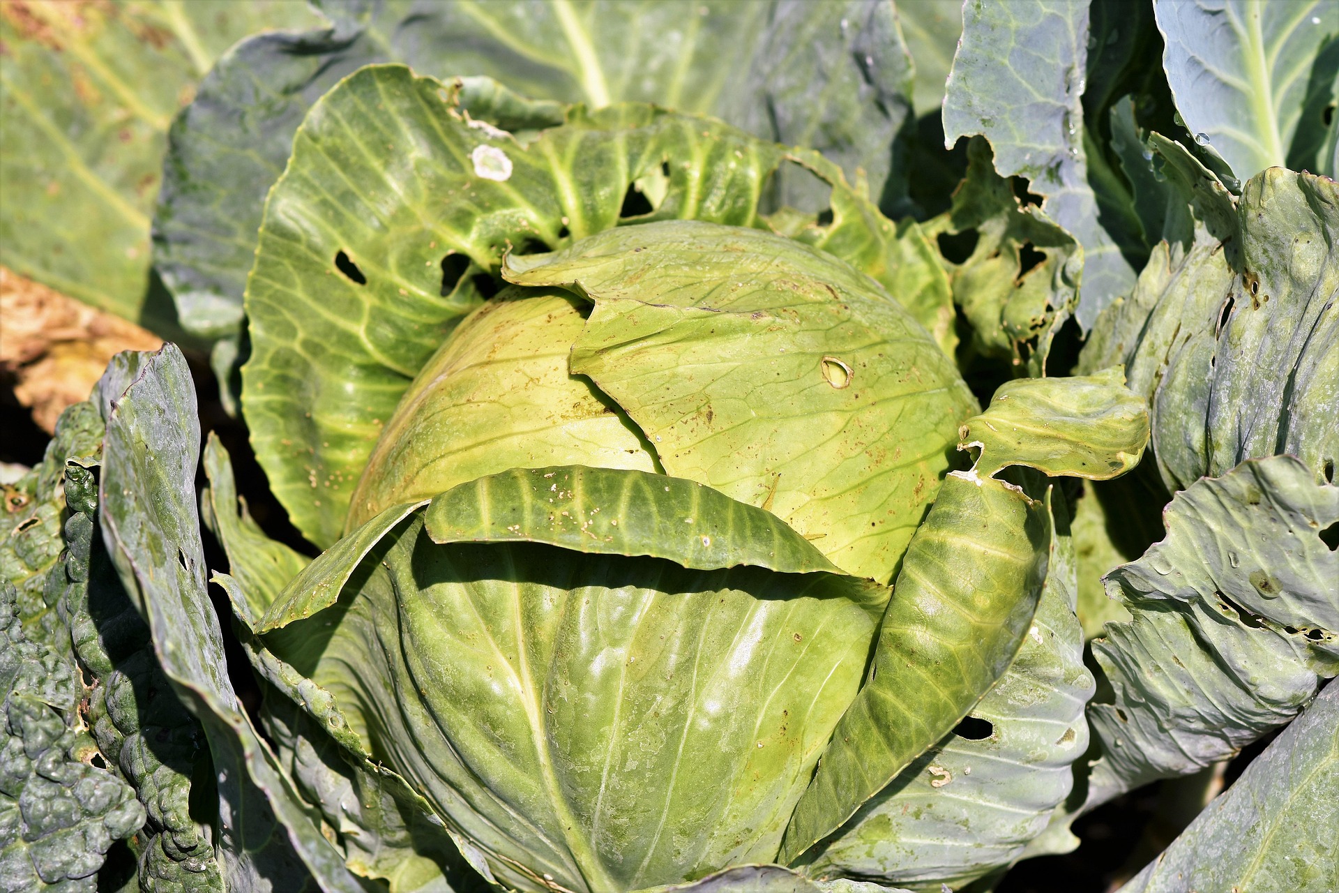 Cabbage