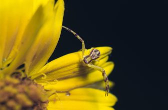 Close-up of a small striped spider on a bright yellow flower petal, against a dark background.