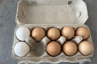Eggs