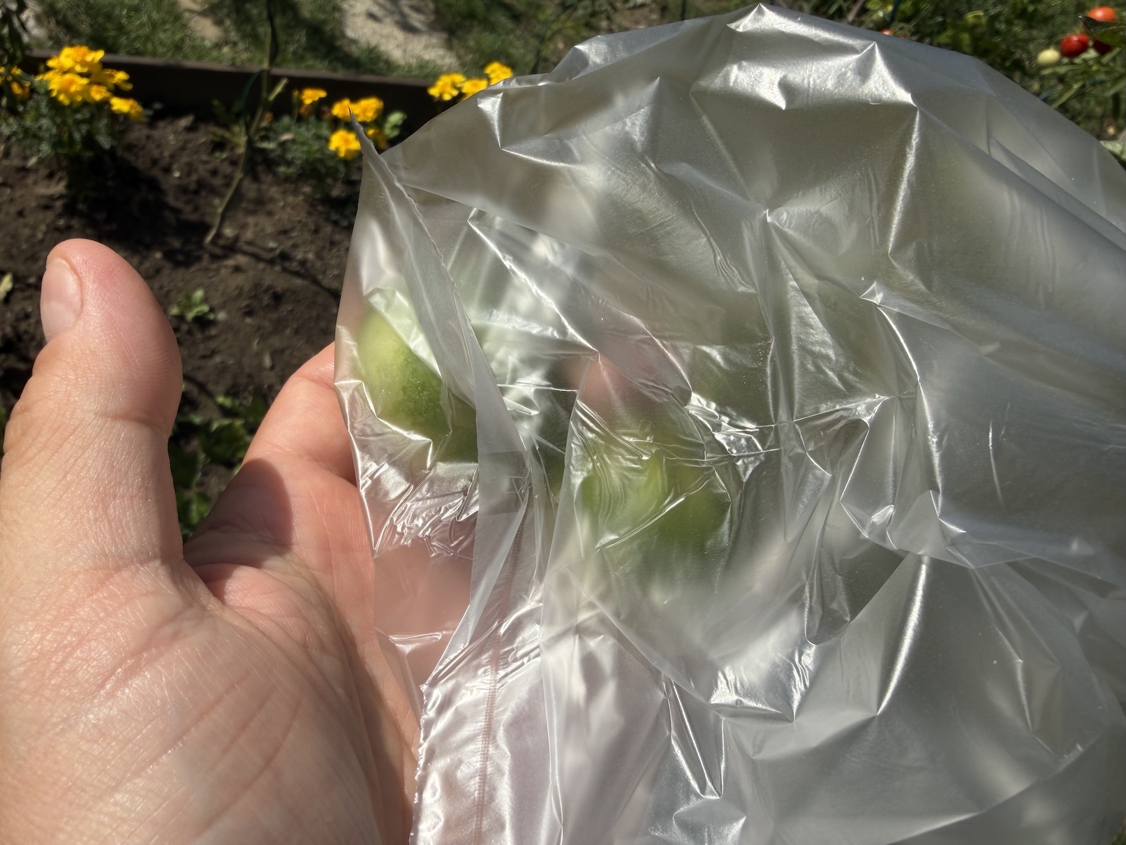 Tomatoes in a bag