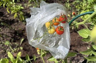 Tomatoes in a bag