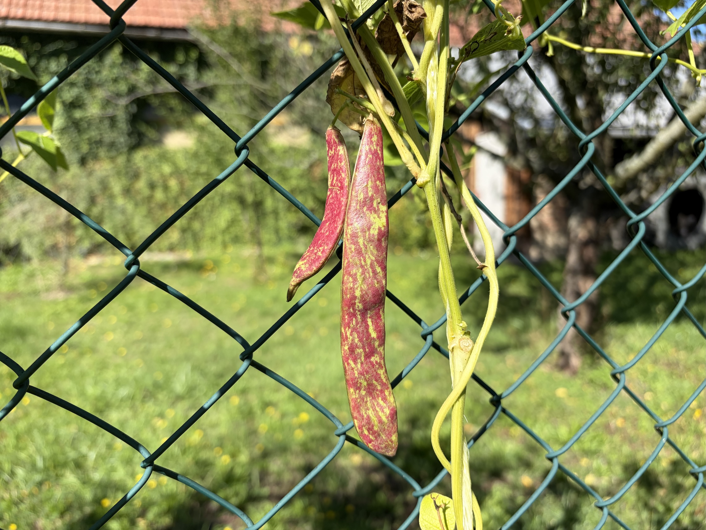 Beans