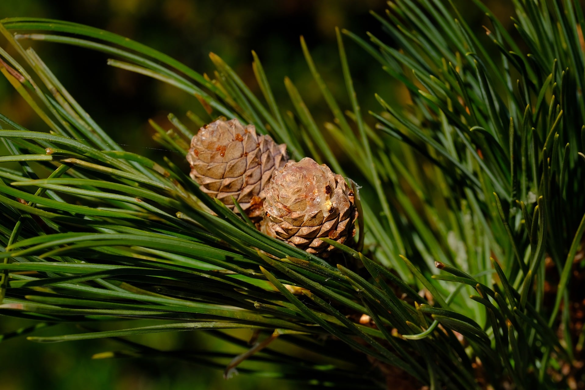 Pine cones