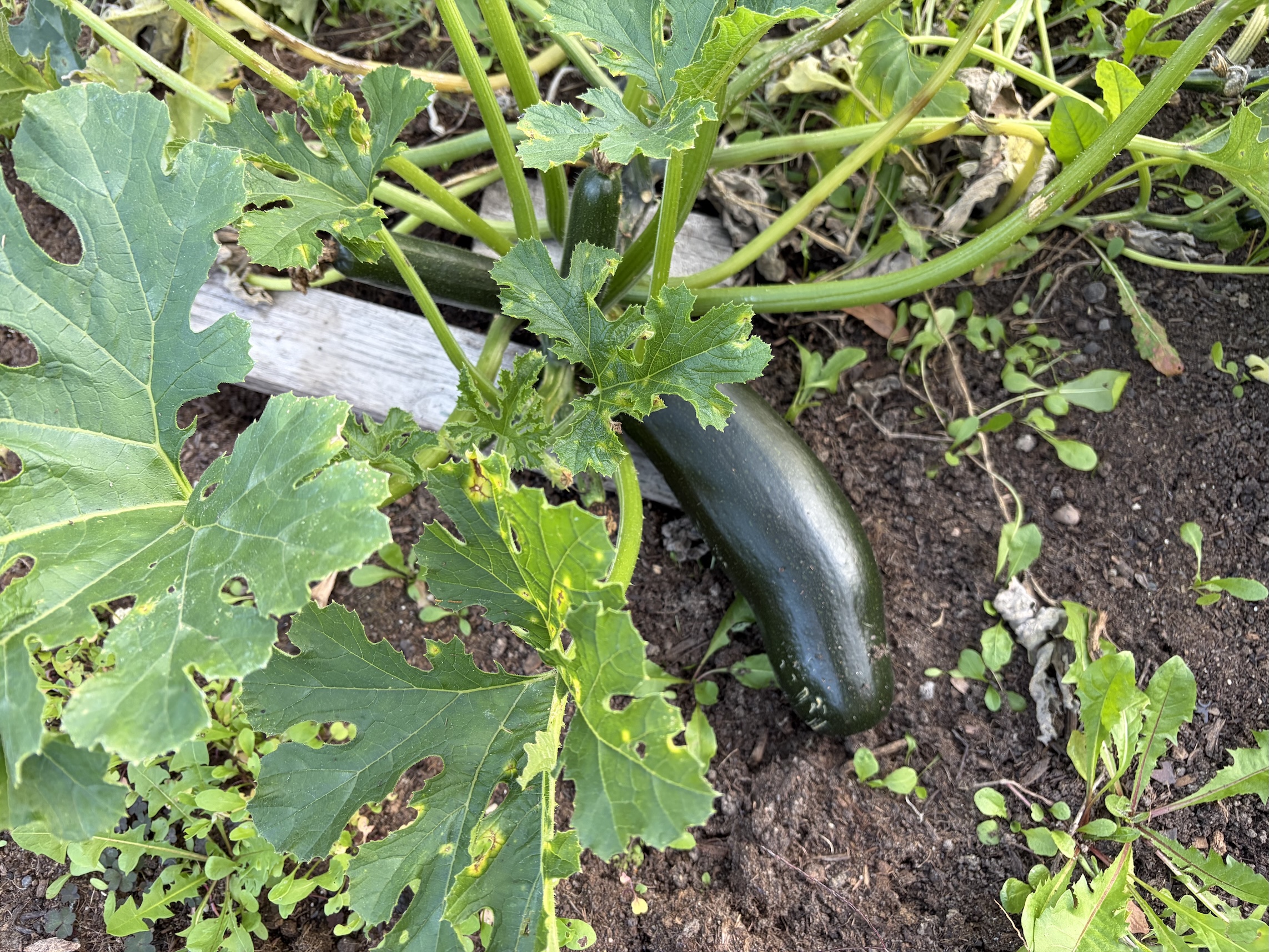 Courgettes in October