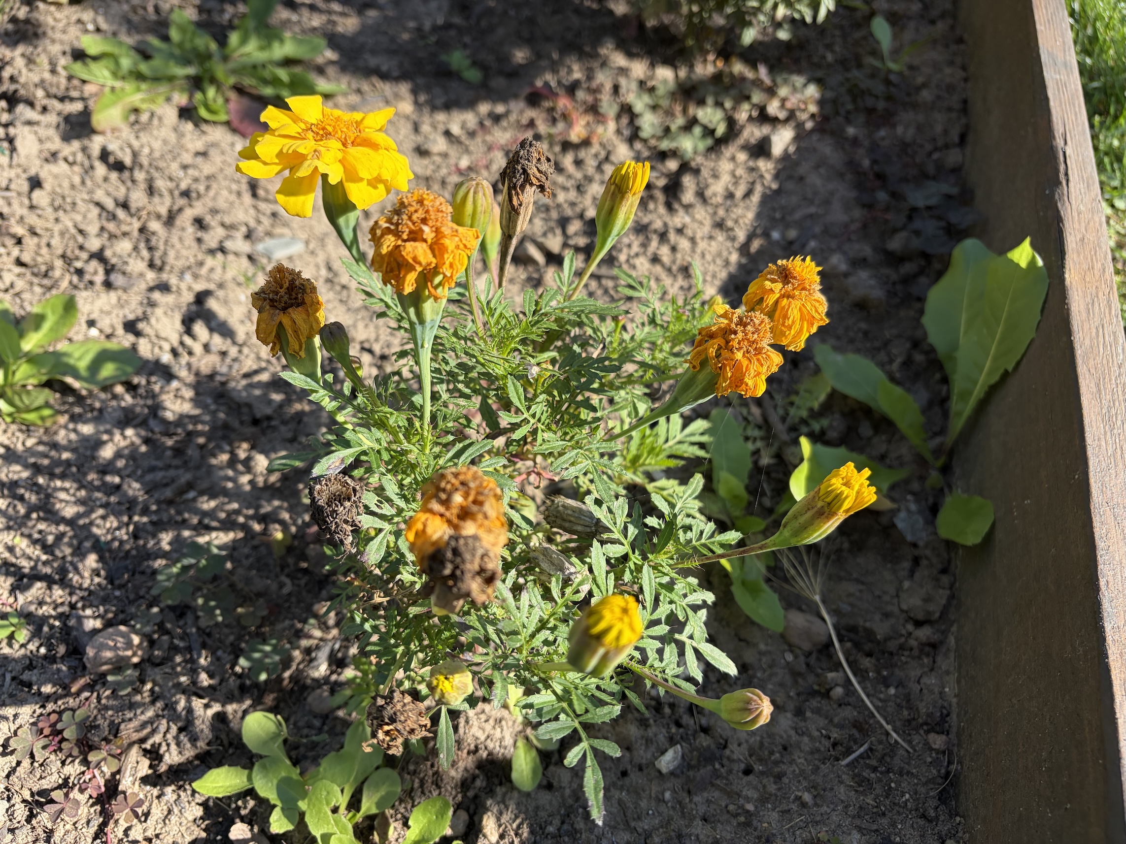Marigolds
